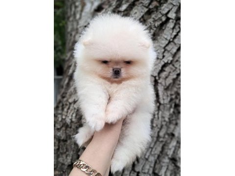 Luvpaw dan ayı surat pomeranian boo yavrular