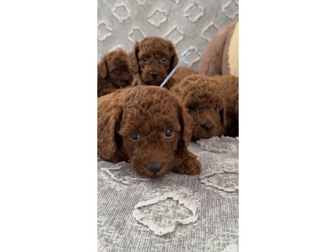 Toy poodle yavrular