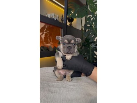 Rezerveye açık egzotik french bulldog safkan yavrularım