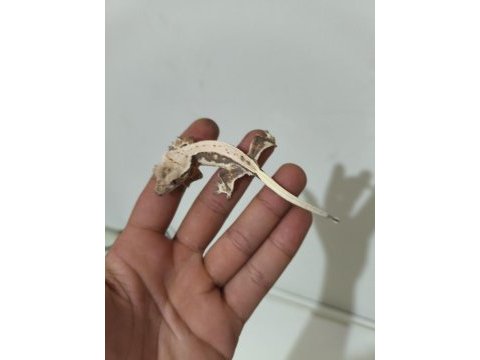 Crested gecko türleri