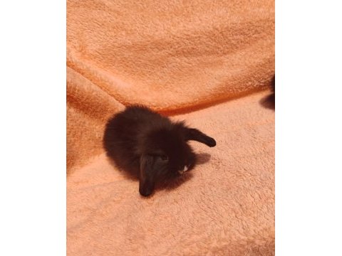 Hollanda teddy lop tavşanı