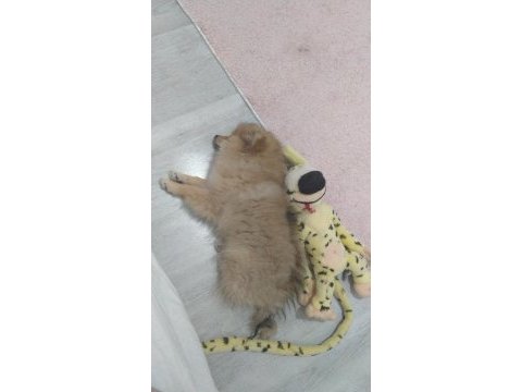 Pomeranian tilki surat pomeranian kızım