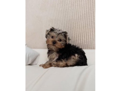 Ev ortamından yorkshire terrier yavrular