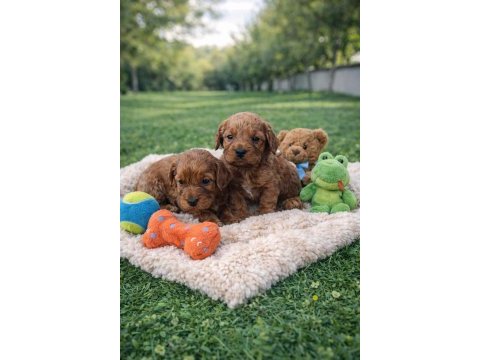 Anne baba orjinal cavapoo yavrular