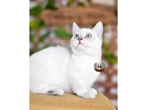 Munchkın cüce kedi