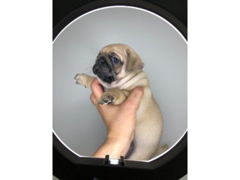 A kalite pug yavrularımız yeni yuvalarını arıyor