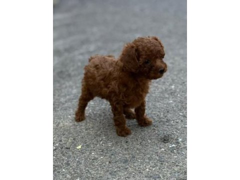 Irk garantili toy poodle yavrular