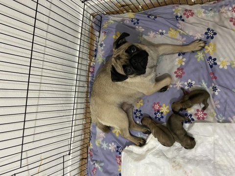 1.5 yaşında dişi pug 2 ay sonra eşleşebilir
