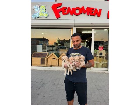 Shoooowwww kalite maltipoo yavrular ankara mağazamızda 