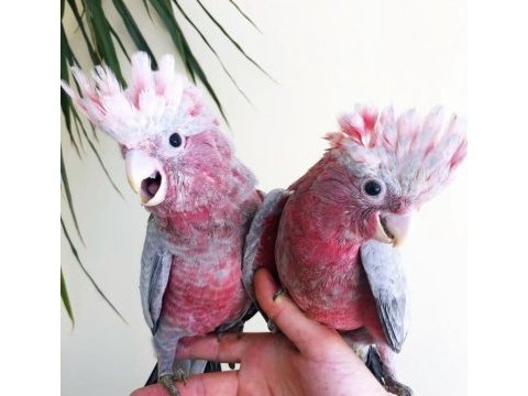 Bebek gallah kakadu