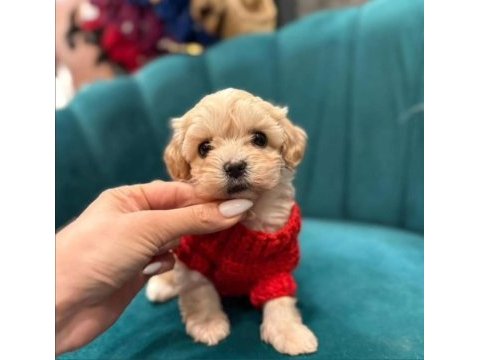 Baby face maltipoo bebeklerimiz sizlerle