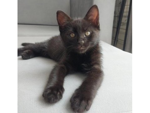 Catman kedimiz yuvasını arıyor