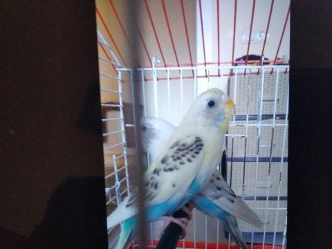 2 tane rerkleri harika 6 aylık muhabbet kuşu