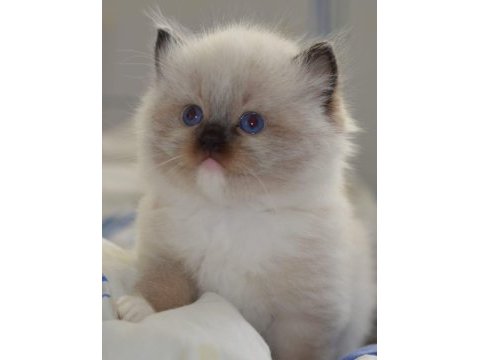 Full şecereli ragdoll yavruları
