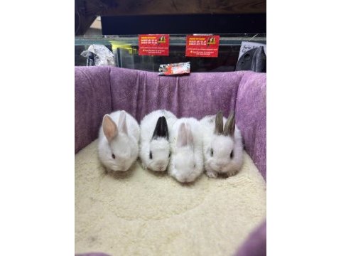 Cüce netherland dwarf yavru tavşanlar