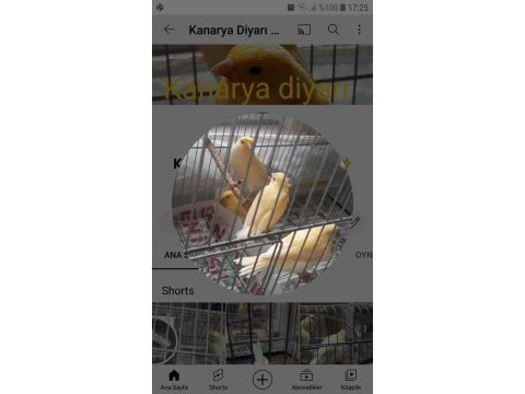 Yavru kanaryaları sahiplendirme