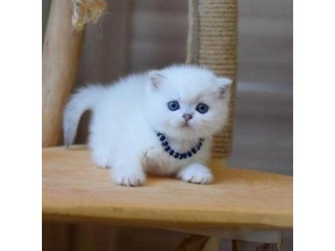 British shorthair dişi kedimiz