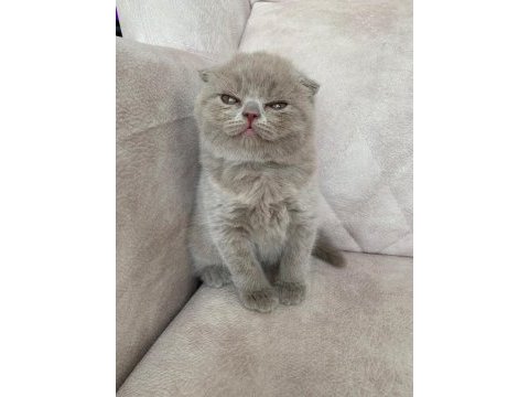 Show kalite sıfır kulak top kafa fawn renk bebis