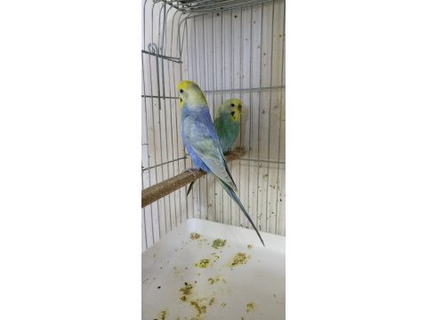 Hazır yumurtalı rainbow muhabbet kuşu takımlar