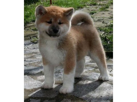 Japon akita yavrularımız