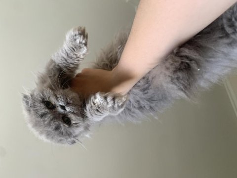 Sıfır burun sıfır kulak scottish fold