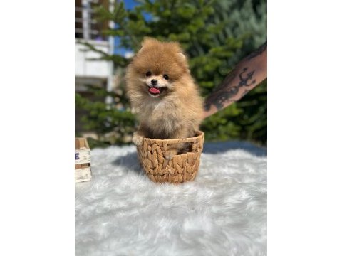 Yeni ailesini arayan pomeranian