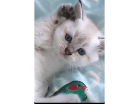 Yeni yuvalarını arıyoruz scottish fold