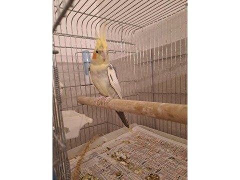 Damızlık pied çift sultan papağanı