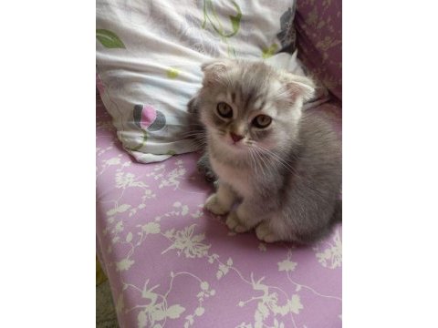 2 aylık 3 scottish fold yavru