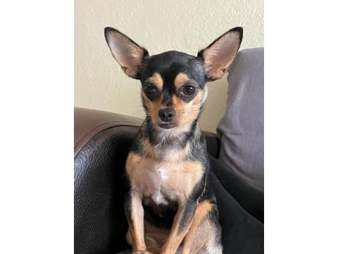 Chihuahua köpeğimiz kukiye acil yuva