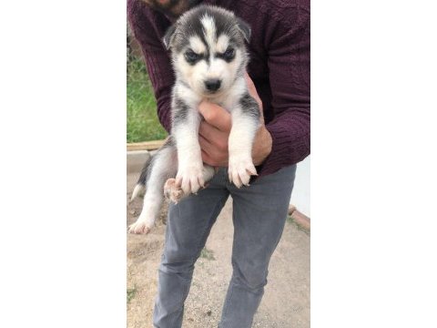Dişi husky yavrular sahiplendirilecektir