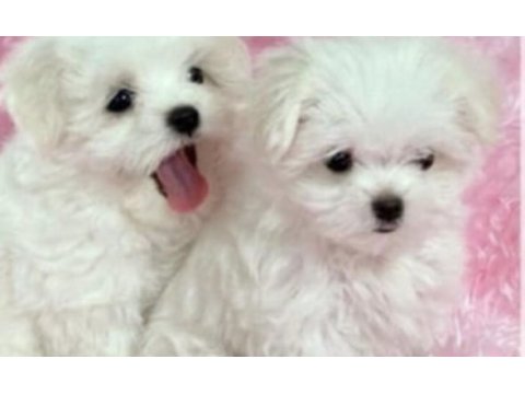 Safkan maltese terrier yavruları