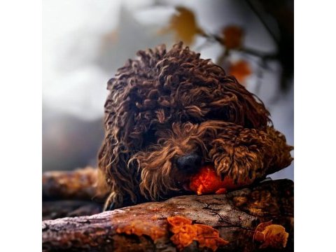 15 aylık kore kuyruksuz poodle