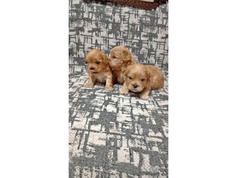 Rezerve açık kg cm garantili maltipoo yavrular