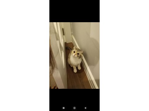 Yetişkin scottish fold kız kedimize yuva arıyoruz