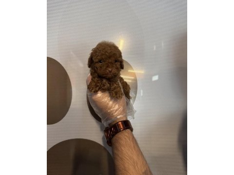Teacup toy poodle yavrularımız