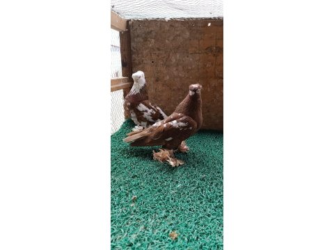 Özbek taklacı güvercini (çini renkleri)