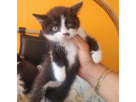 Bsh ve sflh dişi ve erkek yavru kediler izmir
