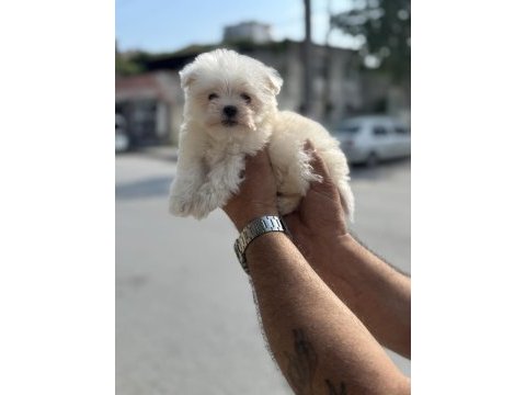 A kalite teacup 2.5 kg garantili erkek maltese yavrumuz