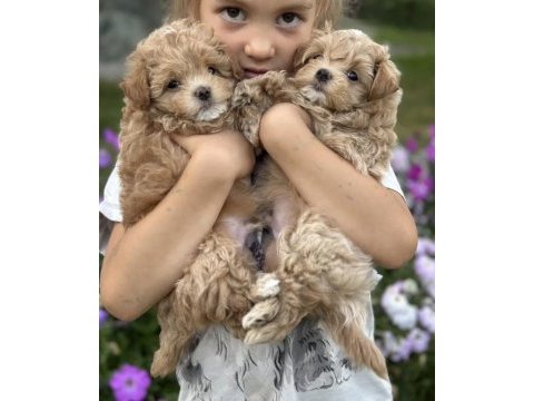 Çift renk özel kore maltipoo yavrular
