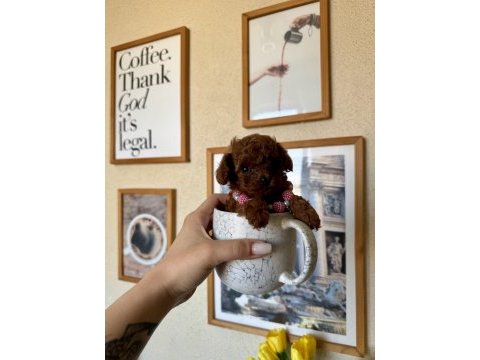 Mini boy teacup poodle yavru