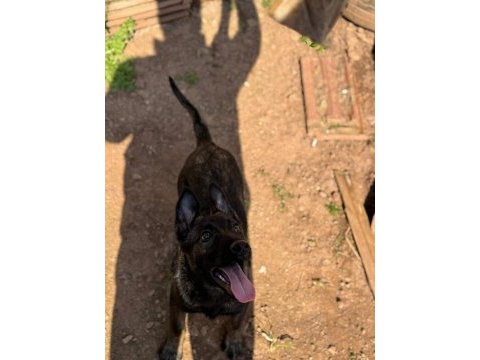 Üst düzey malinois yavrum dişi 2.5 aylık