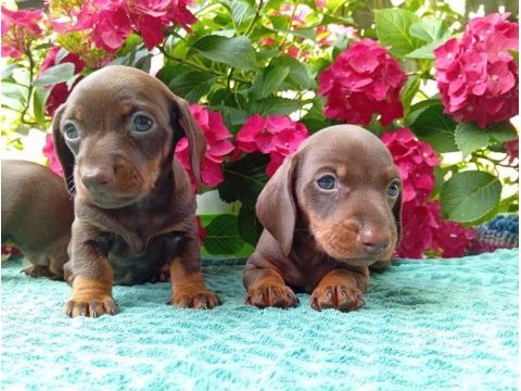 Chocolatte tan mini sosis dachshund yavrular