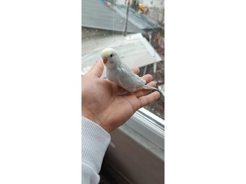 Yerli çekoslovak rainbow muhabbet kuşu yavrular