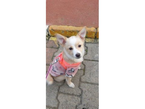 Minik spitz kızımız