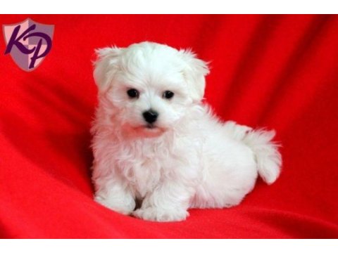 Maltese terrier cinsi mini boy puppy kar beyaz