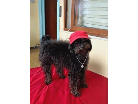 Mama karşılığı erkek toy poodle