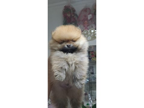 Ayı yavruları gibi pomeranian