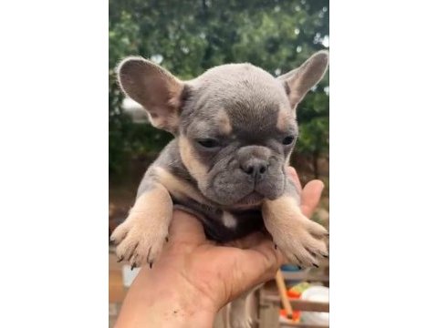French bulldog yavrularımız ırk ve sağlık garantili