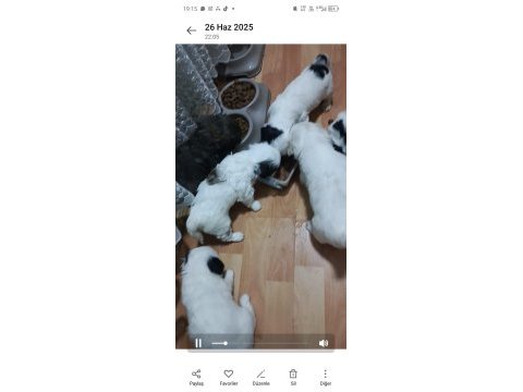 4 yavru köpeğimiz 1 buçuk aylık acil